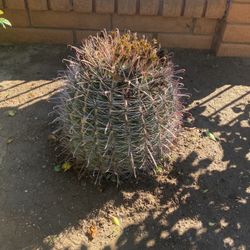 Cactus Oranges Flowers $100