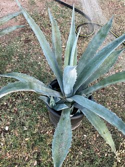 Highly Recommended For You To Purchase Some Plants