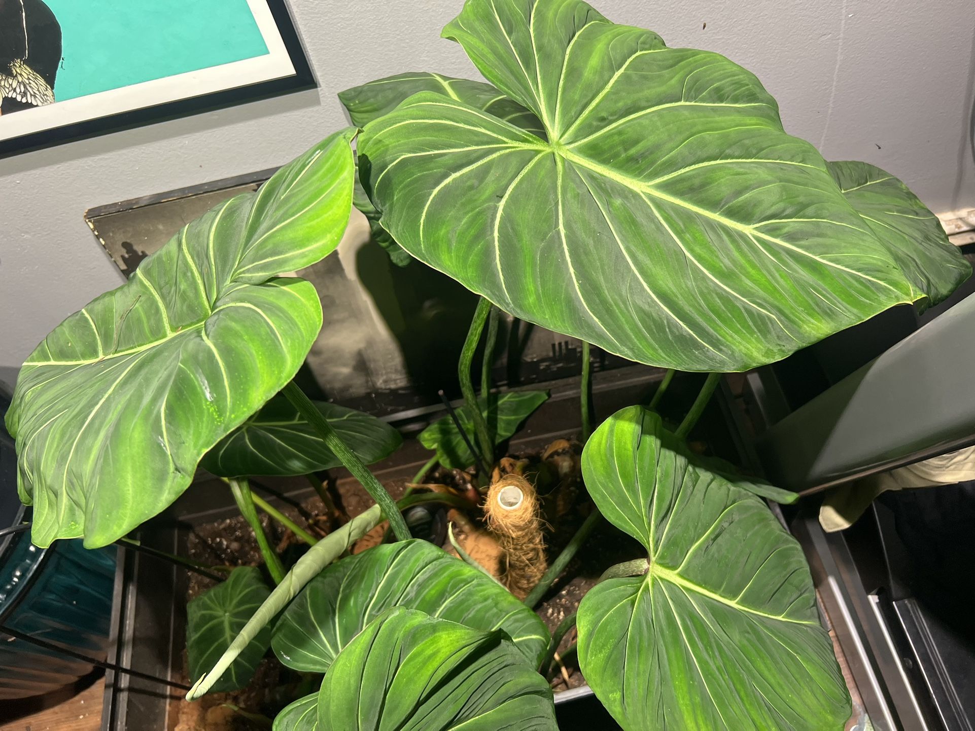 Philodendron Gloriosum
