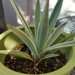 FUERTEVENTURA. AGAVE. CACTUD