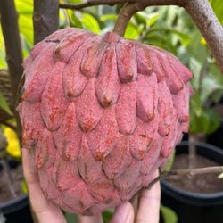 Atemoya Fruit Trees