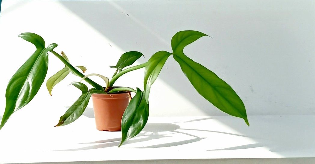 Rare Aroid Philodendron Golden Dragon Plant/ Indoor Plant/ House Plant/ Flower Patio Garden