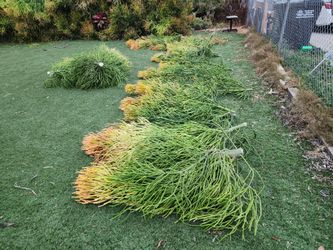 FREE 4 ft Succulent cuttings Firesticks,  sticks of fire, finger cactus plant