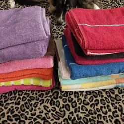 Towels Used For Guinea Pigs