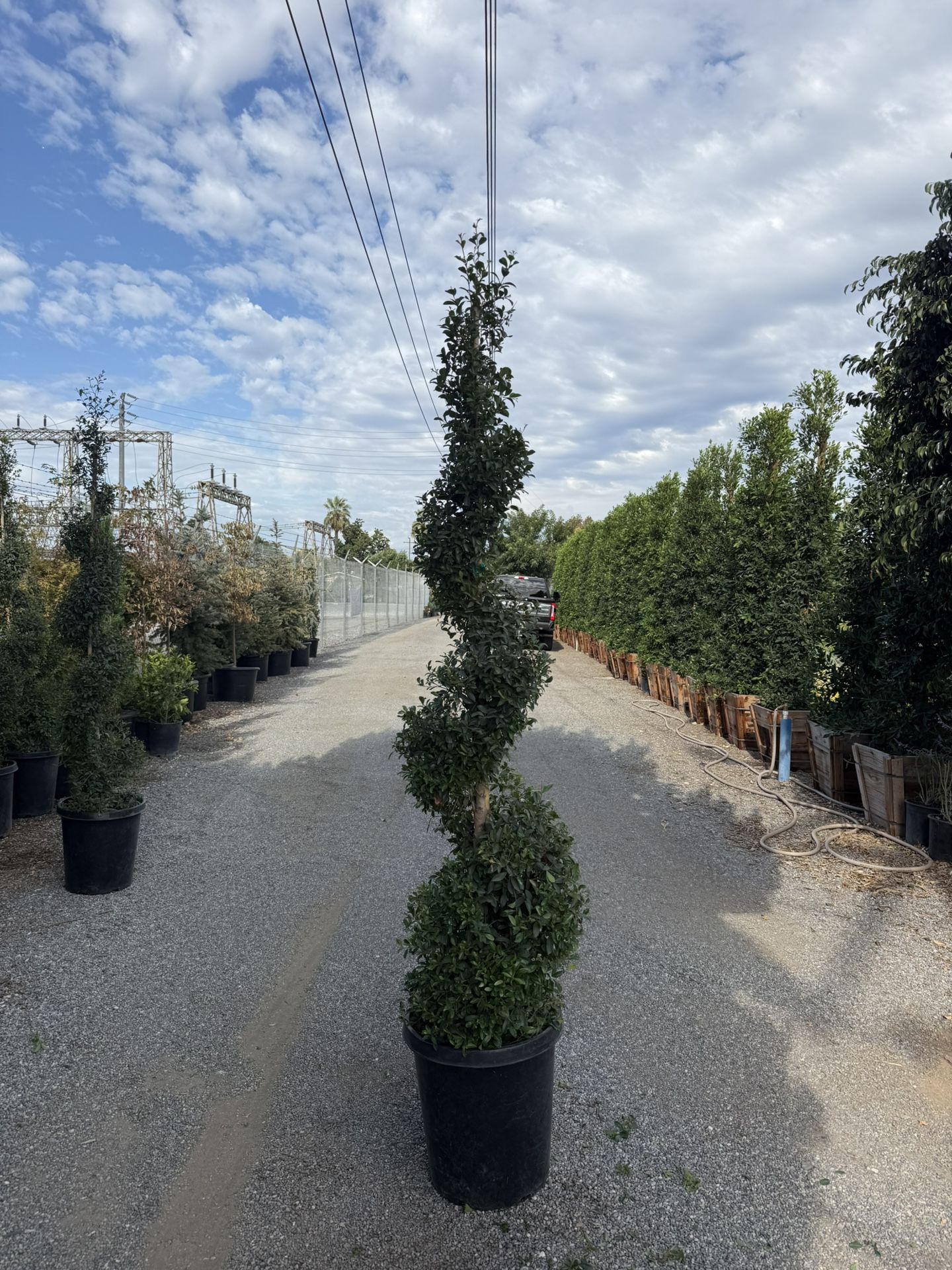 Eugenia Spiral