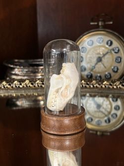 Bat Skull In Mini Bell Jar