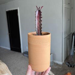 Healthy African Milk Tree Plant (Euphorbia trigona)