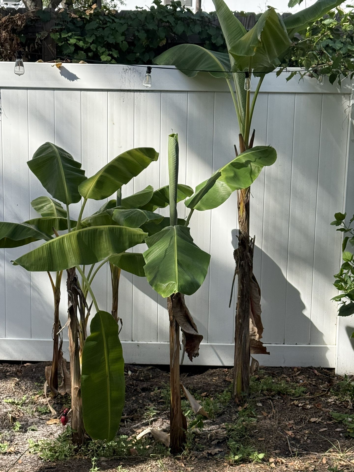 Banana Plant