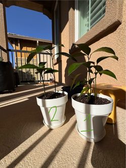 Mango Plants For Sale