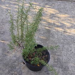 Rosemary O Romero Plant 