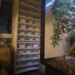 "Leopard Geckos" Rack