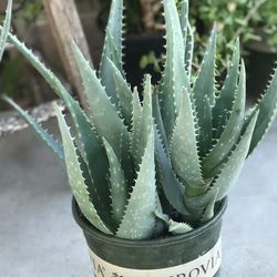 $5 Aloe Vera Plant