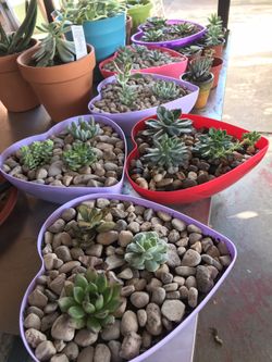 Heart succulent plants present