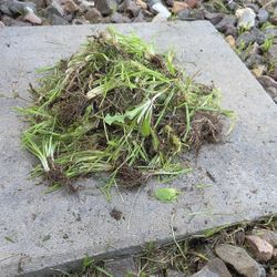 Pulled Fresh Grass  TURTLUE would Love This