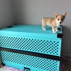 Dog Impact Crate 
