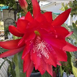 RED EPIPHYLLUM/ORCHID CACTUS PLANT CUTTINGS - Beautiful Deep Red Big Flowers 