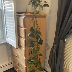 Indoor Money Plant In Cement Planter 