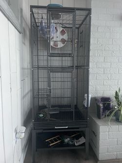 2 Mature Male Sugar gliders with large Cage, food and supplies