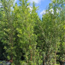 Podocarpus 15gl Privacy Hedge Plants 7ft $45🏡🏡🏡