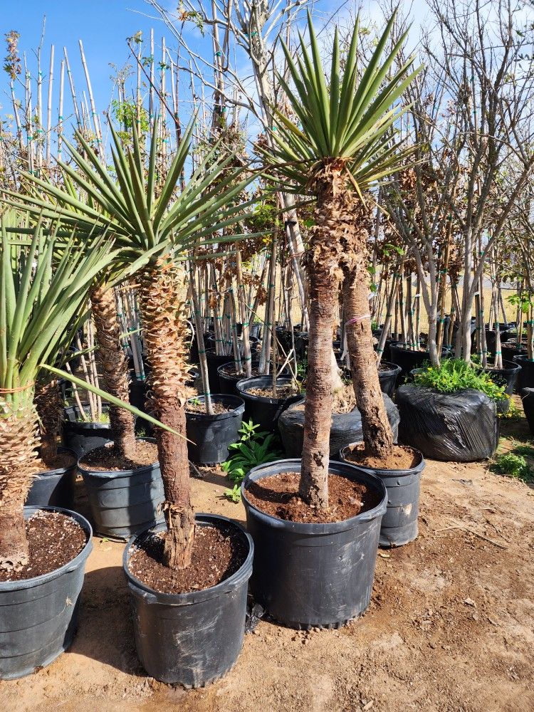Spanish Dagger Yucca 5 In 7 Gallones 5 Ft Tall
