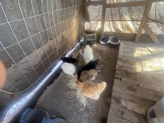 Silky And Easter Egger Pure And Mix