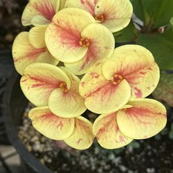 Corona De Cristo Perla Del Drago