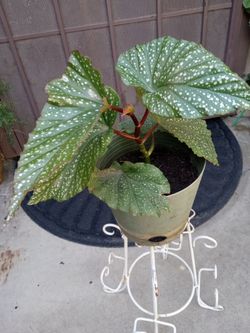 planta de ala de angel rosa