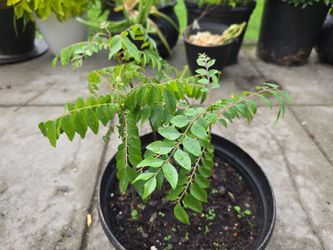 Curry plant for sale