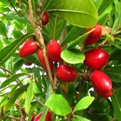 Miracle Fruit Dwarf Plant 3gal Plantas De  Arbil Milagroso 3gal