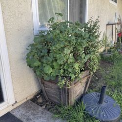 Old  24 Inches Wood Planter Full Of Succulents 