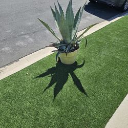 Curb Alert. Potted Agave plant