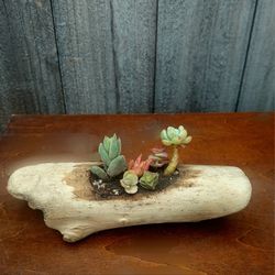 Mini Driftwood Planter with Diverse Succulents
