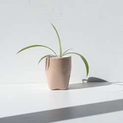 Rare Leopard peace Lily Plant/ House Plant/ Indoor Plant Flower Patio Garden