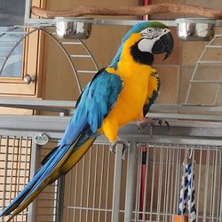 Macaw Cage For Adoption