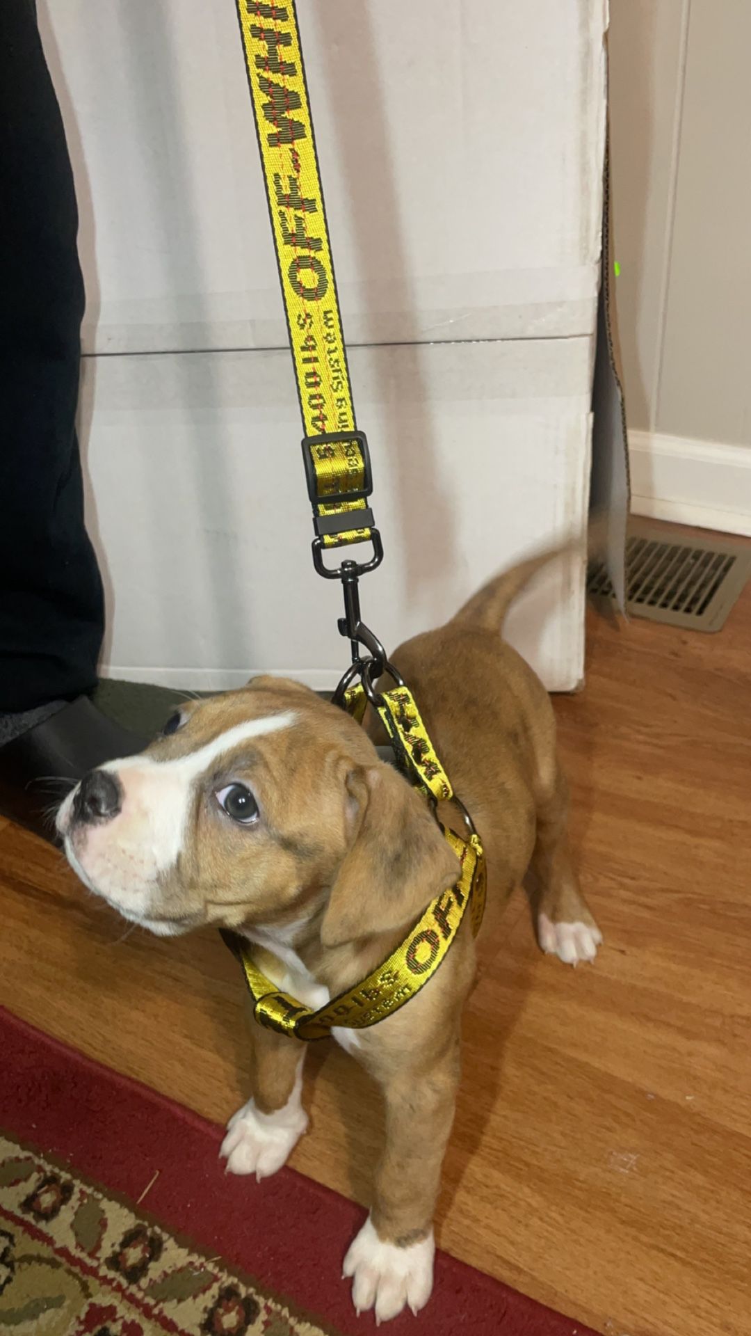 Offwhite Dog Collar Leashes 