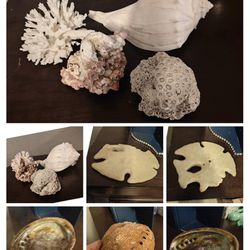 6 Large Sea Shells 
