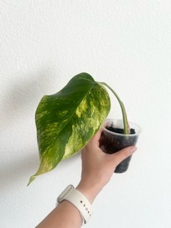Monstera Aurea