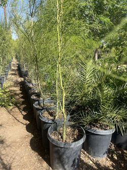 Palo Verde 