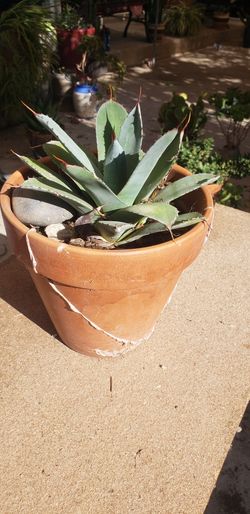 Plant