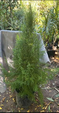 Lemon Cypress Pine $70each