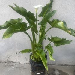 Blooming Calla Lily