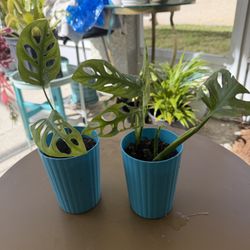 Swiss Cheese Plants 5$
