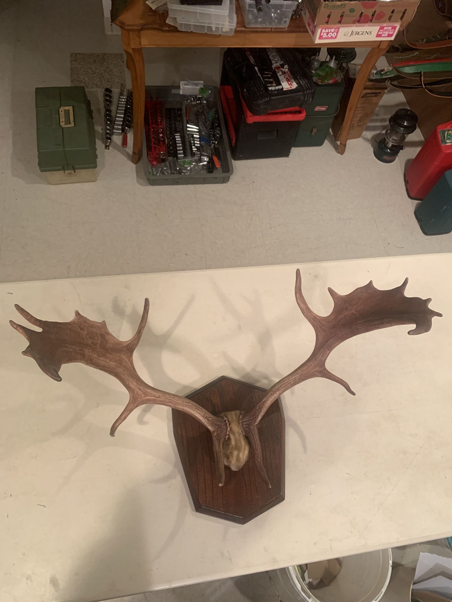 Small MOOSE Antler Rack, 30”Spread