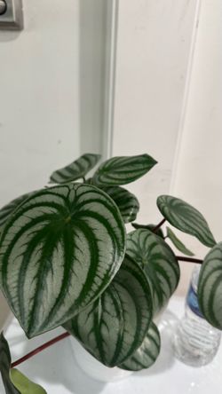 Pepperomia Watermelon