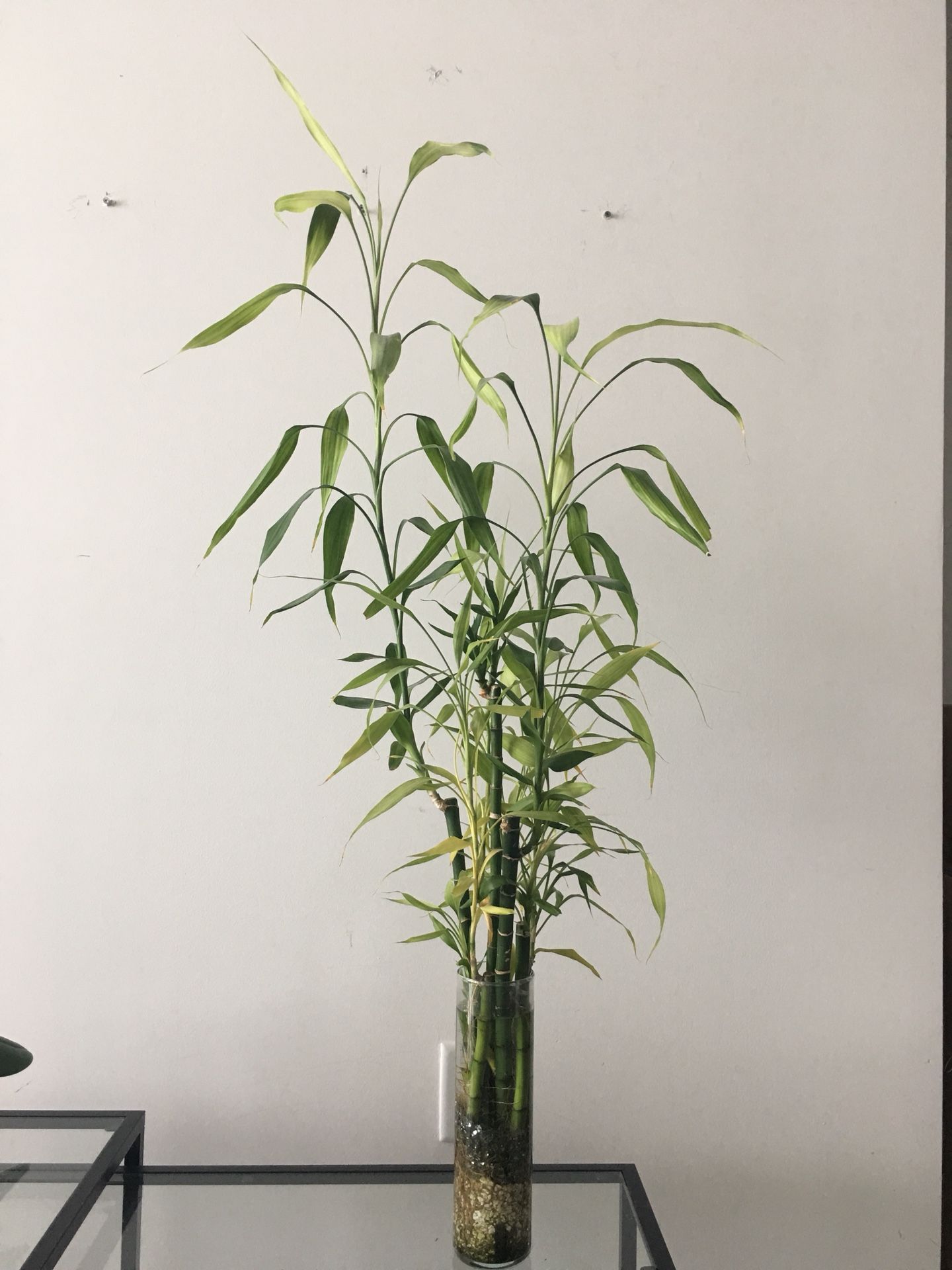 Real lucky bamboo