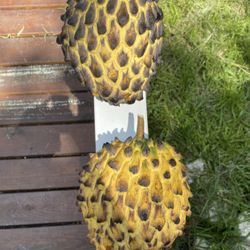 Rollinia Fruit Trees 