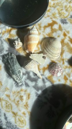 sea Shells