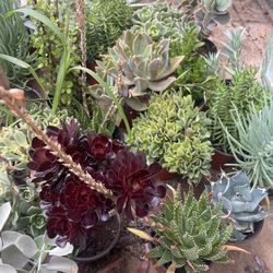 Succulents Plants 