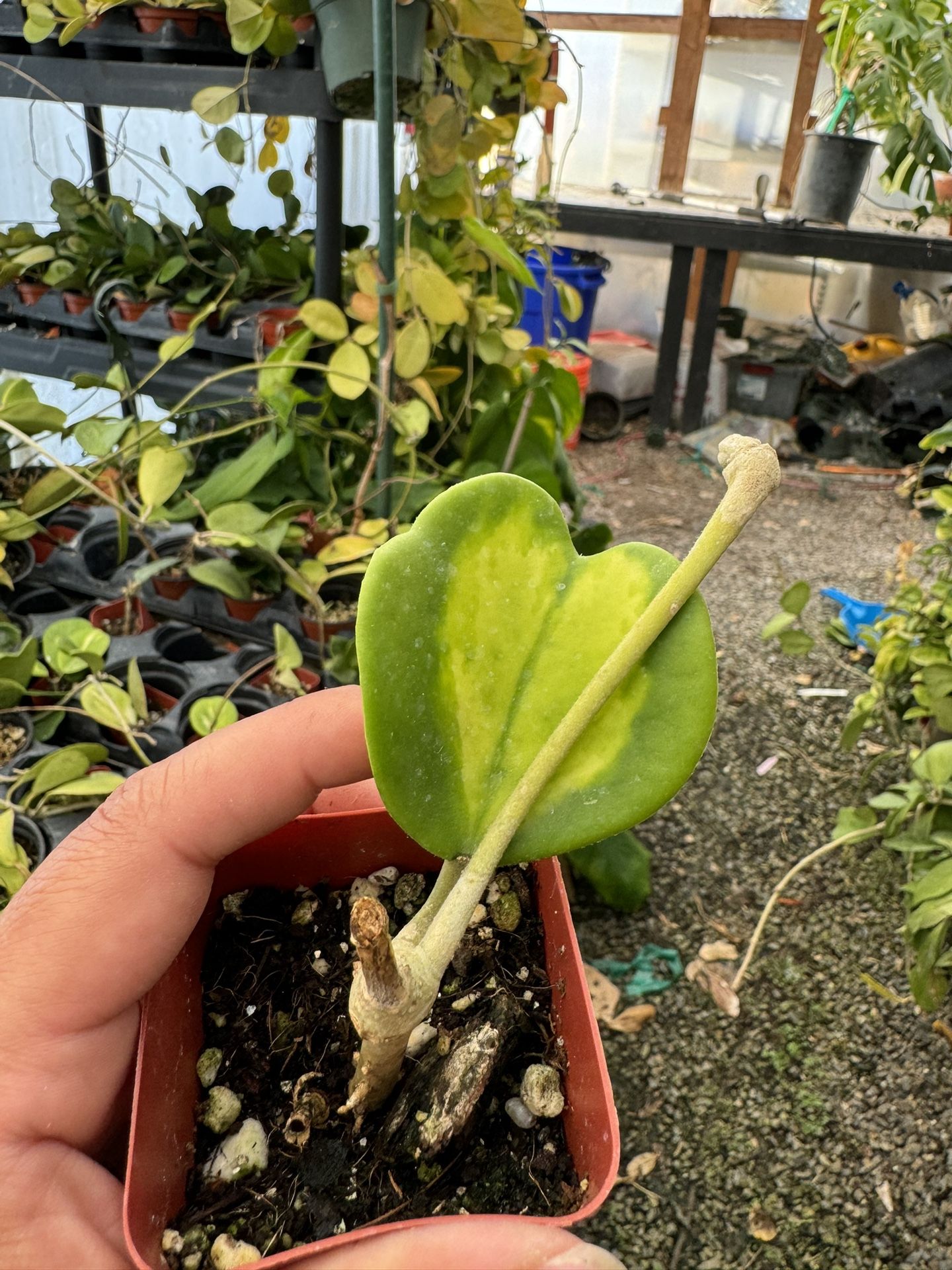 Inner Variegated Hoya Kerri