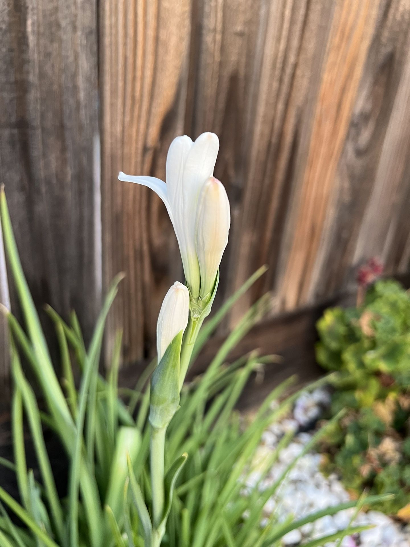 Tuberose Bulb for Sale in Roseville, CA OfferUp
